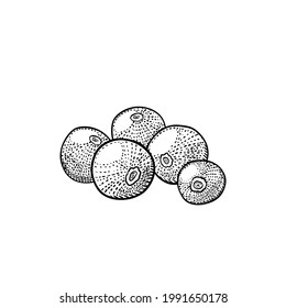 Allspice, ilustración vectorial de boceto dibujado a mano, grabado vintage aislado en fondo blanco.