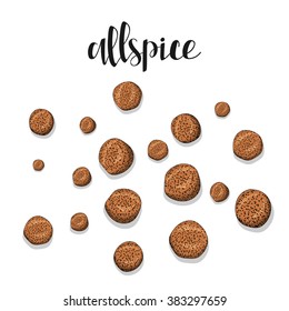 Allspice isolated object sketch . Spice for food . Culinary seasoning . Spices for cooking. The plant for culinary dishes . Seasoning for food . Spices for cooking