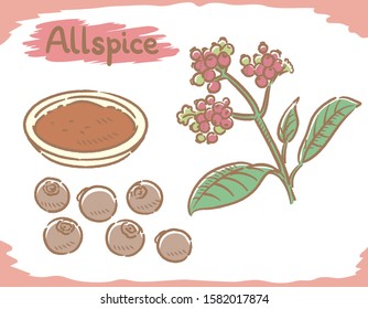 Allspice isolated on white. Vector illustration.	
