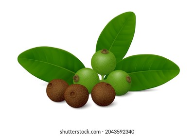 Allspice (Jamaica pepper or Pimenta dioica) unripe fruits, green leaves and brown dried berries isolated on white background. Realistic vector illustration.