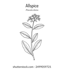 Allspice, or Jamaica pepper, Pimenta dioica, edible and medicinal plant. Hand drawn botanical vector illustration