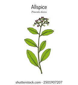 Allspice, o pimienta de Jamaica, Pimenta dioica, planta comestible y medicinal. Ilustración vectorial botánica dibujada a mano