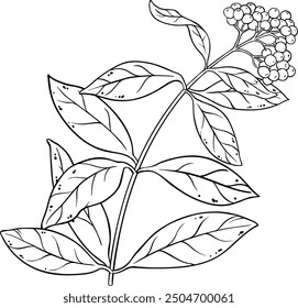 Allspice Plant with Berries Outline Illustration