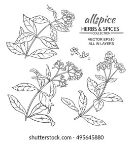 allspice plant vector set on white background