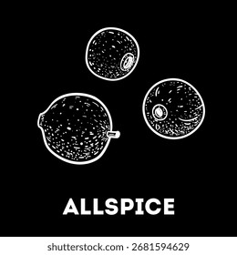 Esboço da Allspice. Ilustração de vetor desenhada à mão. Especiarias de cozinha