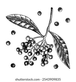 Conjunto de bocetos de Allspice. Especia de cocina con dibujo de bayas. Hierbas y especias mexicanas Ilustración vectorial dibujada a mano. NO se ha generado IA