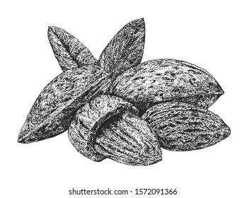 almond illustration​ pen​ and​ ink​ drawing​ on​ white​ back​ground