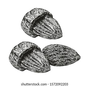 almond illustration​ pen​ and​ ink​ drawing​ on​ white​ back​ground