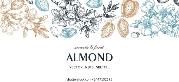 Almond background. Blooming branches, flowers, almond nut sketches. Hand drawn vector illustration. Botanical banner. NOT AI generated