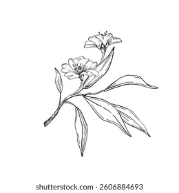 Almond blooming branch vector illustration hand drawn with ink. Flowers and buds. Element for label design