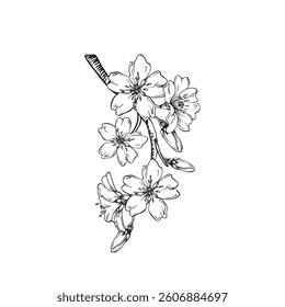 Almond blooming branch vector illustration hand drawn with ink. Flowers and buds. Element for label design