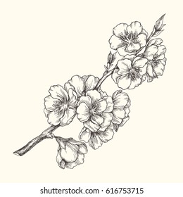 Almond Blossom Branch Isolated On White. Vintage Botanical Hand Drawn Illustration. Spring Flowers Of Apple Or Cherry Tree.