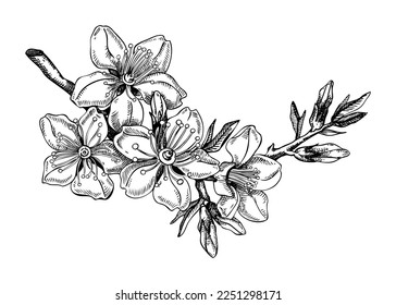 Almond blossom sketch in engraved style. Flowering branch with flowers and leaves. Black contoured floral drawing. Botanical vector illustration of spring nut tree isolated on white background