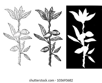 almond branch
