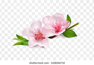 Apple Blossom Images Stock Photos Vectors Shutterstock