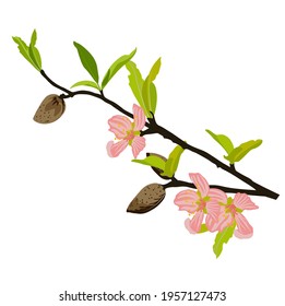 Almond branch with flowers vector stock illustration. spring fresh greenery on the tree and pink buds of blooming flowers. Label for almond milk. Wedding invitation template. Isolated on a white backg