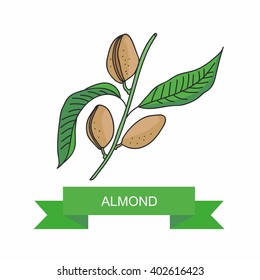 Almond branch with fruits. Vector illustration