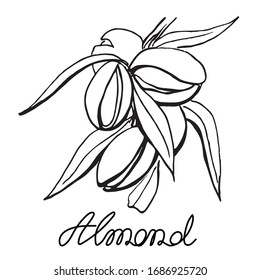 Almond branch, hand drawn sketch. Black and white isolated illustration