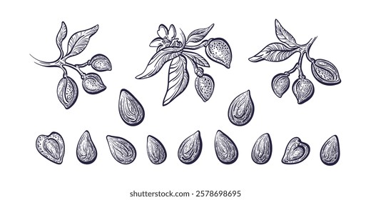 Almond branch, nuts. Hand drawn texture set of isolate. Vintage vector engraved illustration. Botanical nature graphic collection. Aroma oil, organic protein, vegan food