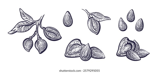 Almond branch, nuts. Hand drawn collection of isolate. Vintage vector engraved illustration. Botanical graphic. Aroma oil, organic protein, vegan food