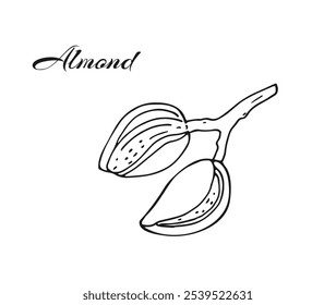 Almond Branch with ripe fruits. Hand-drawn botanical illustration isolated on white.