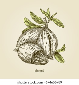Almond. A branch with three nuts and leaves. Vintage style. Vector illustration.