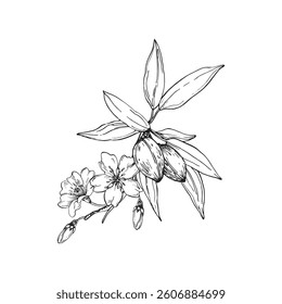 Almond branch vector illustration hand drawn with ink. Leaves, flowers and fruits of the walnut tree isolated on white background. Element for label design