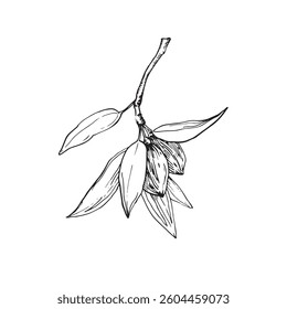 Almond branch vector illustrations hand drawn with ink. Leaves and fruits of the walnut tree isolated on white background. Set of elements for label design