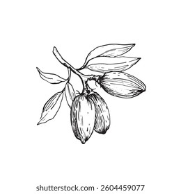 Almond branch vector illustrations hand drawn with ink. Leaves and fruits of the walnut tree isolated on white background. Set of elements for label design