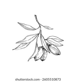 Almond branch vector illustrations hand drawn with ink. Leaves and fruits of the walnut tree isolated on white background. Set of elements for label design