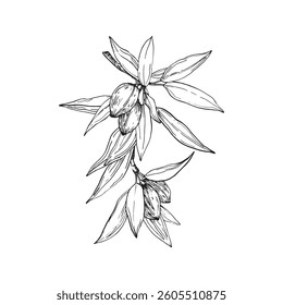 Almond branch vector illustrations hand drawn with ink. Leaves and fruits of the walnut tree isolated on white background. Set of elements for label design