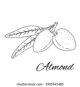  Almond. Ramas con hojas y fruta.  Nueces y núcleos. Ilustración vectorial dibujada a mano aislada en fondo blanco. 