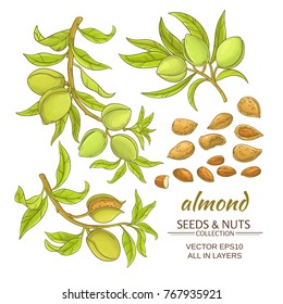 almond branches vector set on white background