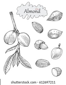 Almond collection hand drawing vintage style.Engraving drawing style