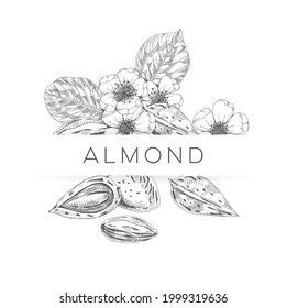 Almond composition poster, retro hand drawn vector illustration. Template element for nut snack packaging label design, vintage engraving sketch. Modern background.