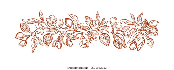 Almond details frieze. Hand drawn branch, aroma nuts, flowers and leaves. Vintage floral engraved illustration. Botanical texture print. Aroma oil, organic protein, vegan food