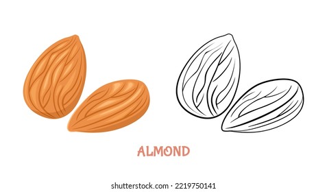 Almond flache Illustration gefärbt und umrissen. Vektormutter einzeln auf Weiß. Einfache Symbolskizze.