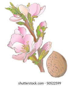 almond flower and fruit colored