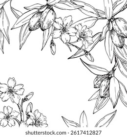 Almond frame vector illustrations hand drawn with ink. Square border with black and white nuts, flowers, branches and leaves. Template for food and drink label design