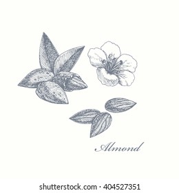 Almond. Graphic Hand Drawn Illustration