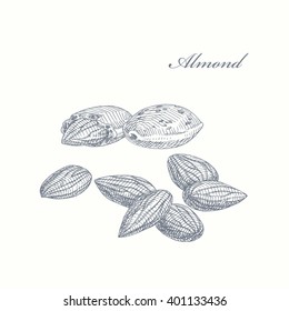 Almond. graphic illustration