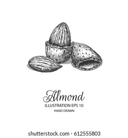 Almond hand drawn illustration by ink and pen sketch. Isolated vector design for using in natural or organic fruit product and health care goods.