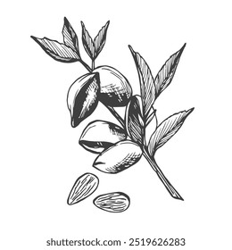 Almond hand drawn sketch. Nuts vector illustration. Almond branch. Organic healthy food. Great for packaging design. Engraved style.
