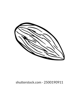 Almond. Hand drawn vector nut. Doodle Outline illustration. Organic, fresh cooking, healthy diet ingredient. Almond Icon set.