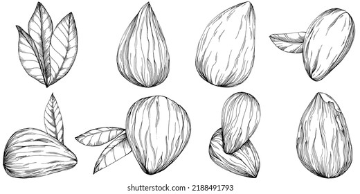 Ilustración vectorial hecha a mano por almendros aislada en fondo blanco. Producto de granja de estilo retro para menú de restaurante, etiqueta de mercado, logotipo, emblema y diseño de cocina. Decoración para la comida.