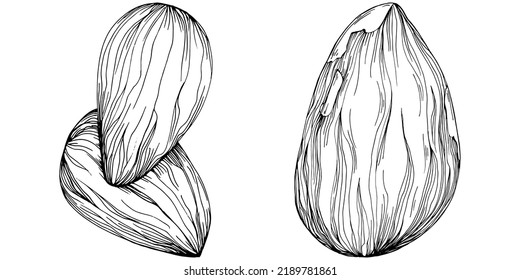 Almond hand-drawn Vector Illustration isolated on white background. Retro style farm product for restaurant menu, market label, logo, emblem and kitchen design. Decoration for food.