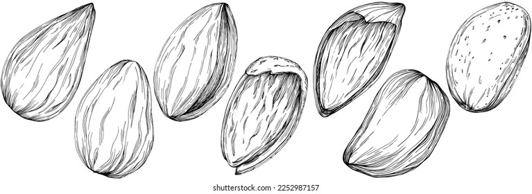 Ilustración vectorial hecha a mano por almendros aislada en fondo blanco. Producto de granja de estilo retro para menú de restaurante, etiqueta de mercado, logotipo, emblema y diseño de cocina. Decoración para la comida.