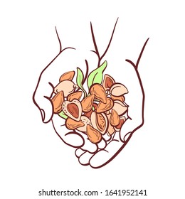 Almond hazelnut in hands. Top view. Vector art line illustration on white background. Organic harvest, vegan milk, aroma oil.  Farm, agricultural products. Bean set. Graphic card.
