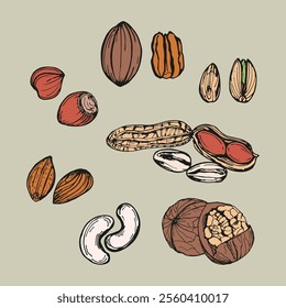 Almond, hazelnut, peanut, walnut sketch outline illustration nuts set in color. Simple doodle drawing in engraving style. Hand drawn vector line art clipart