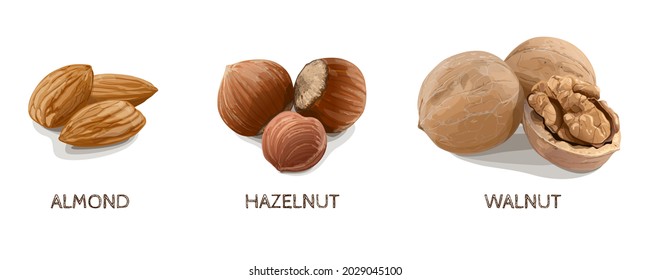 Almond, Hazelnut, Walnut on white background. Vector Illustration.